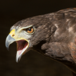 #Team eagle bird