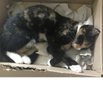 Holly the Cat’s Fans!