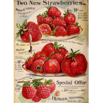 Strawberrys!<3