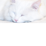 The Holy Cat Cult