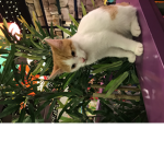 Pet mad