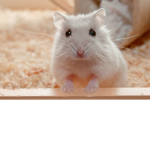 A Very Cute Hamster Group