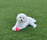 DAISYLOVERZ