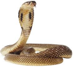 The Legion Of Serpents