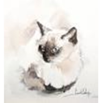 S. Cat