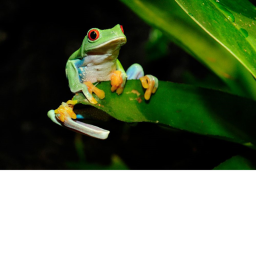 Frog Hangout