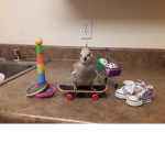 Bird ###### place