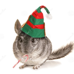 chinchilla supermarcy