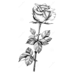 The Rose FamiIy