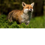 Fox,