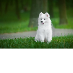PuppyCrew