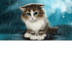 MEows_