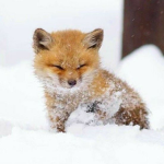 QFoxy fan club