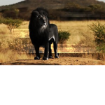 PRINCE OF ALL Lions