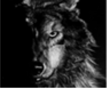 WOLF P