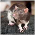 Ratsv
