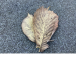 The leaf worshipers