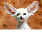 Animals123<3