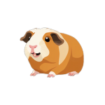 ≈≈ guinea