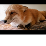 Foxs fam club