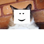 The Awwwsome Cats