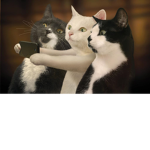 Cats United Army