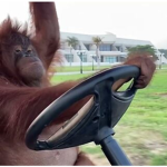 Mad Monkey Group