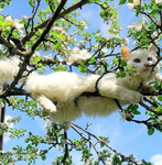 ʚkitty cafeɞ
