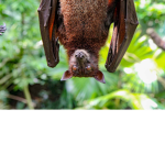 A-r-t-u-r-a Bats