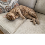 omg kitty!