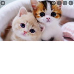 Love cats and bunnys