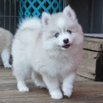 The Cutest Pomeranian Husky's