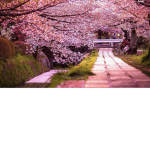 Blossom_cherrys