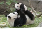 The Official Panda Fan Club!!!