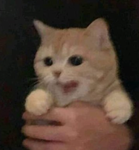 The cat is very cute