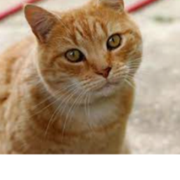 Cat Runner