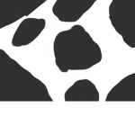 The cows Pink and blue and white