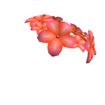 Roblox Learn Plumera Crown