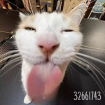.k1tt3ns