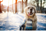 Doge things!