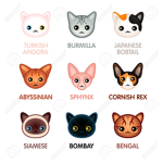 The Cat Hangout!
