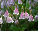 [ < FLORAL! > ]