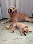 GRUPO DE PERRITOS O PERRITAS