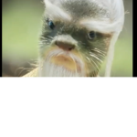 samurai otter
