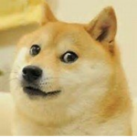 Doge City Clan