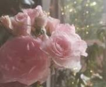 -Aster's starz-