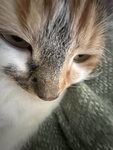 rii's ekittens