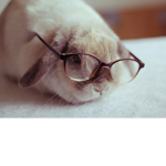 Geeky Rabbit Army