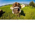 Smiley cow studios