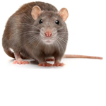 Da rat children group